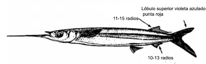 Hemiramphus balao_01.jpg